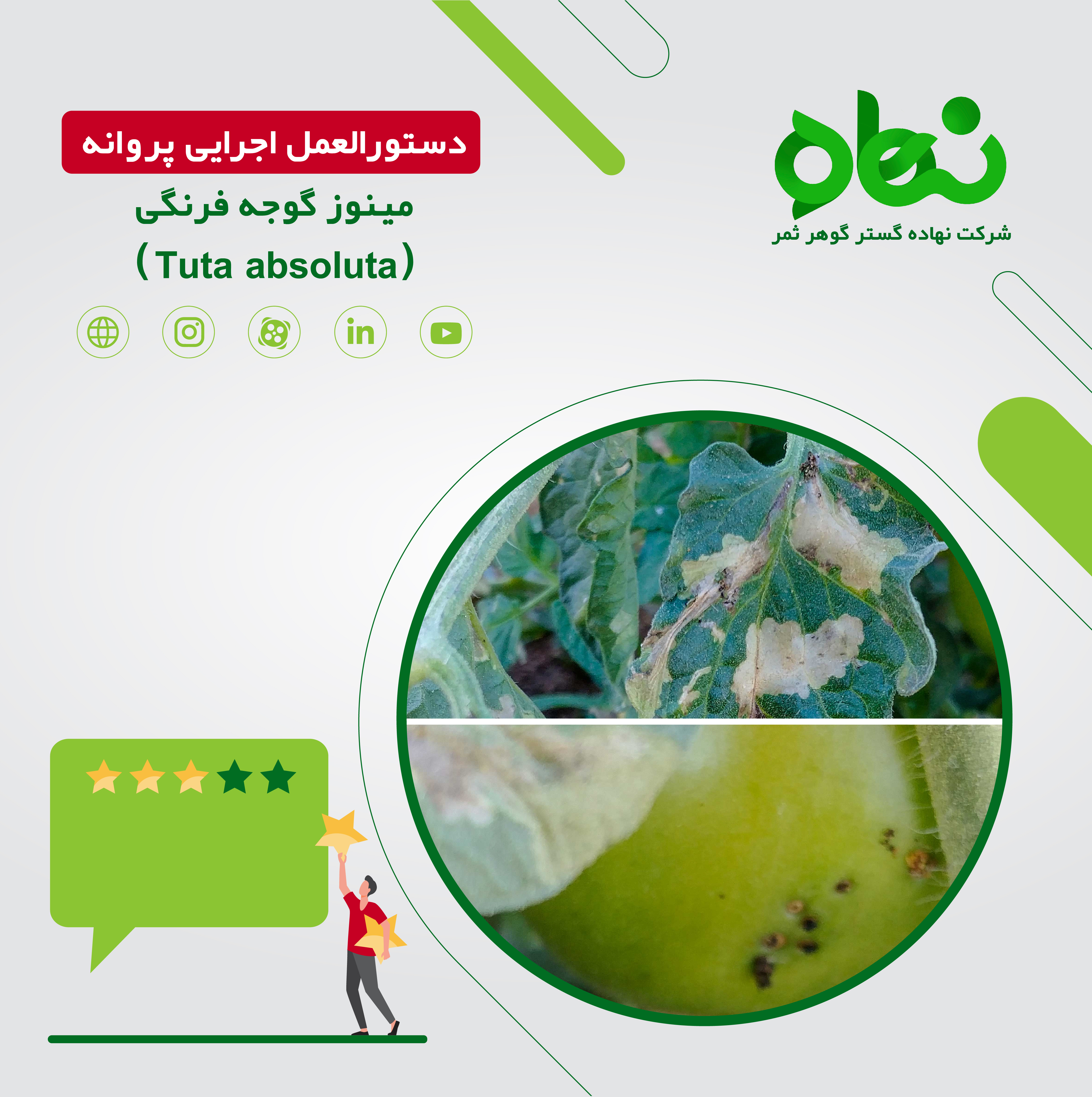 دستورالعمل اجرایی پروانه مینوز گوجه فرنگی(Tuta absoluta)